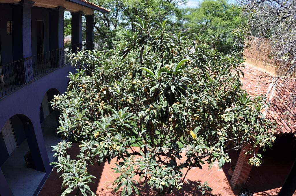 La Betulia Bed And Breakfast Oaxaca Екстериор снимка